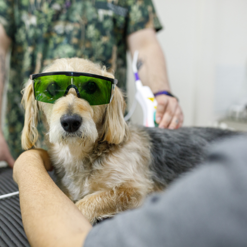 Mixed breed dog wearing protection glasses while doing laser therapy