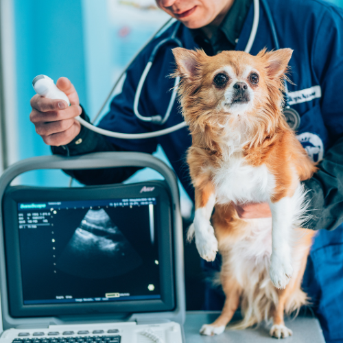 Veterinarian using ultrasound to examine dog.