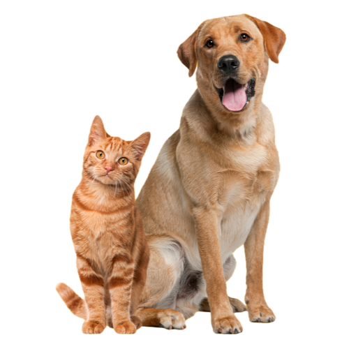 a dog and cat sitting together