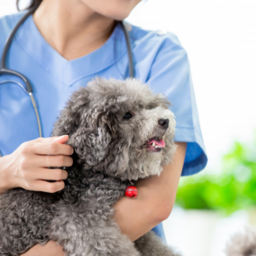 a vet doing preventative care to a dog