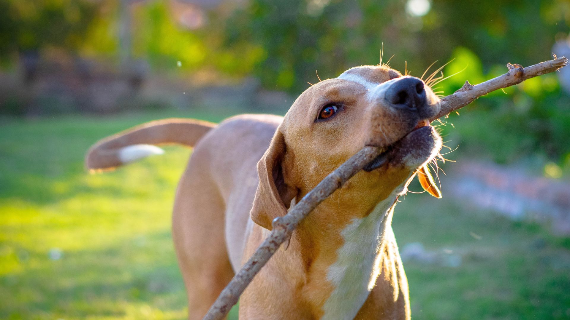 Pet Holistic Care In Ridgefield Park, NJ Ridgefield Park Animal Hospital