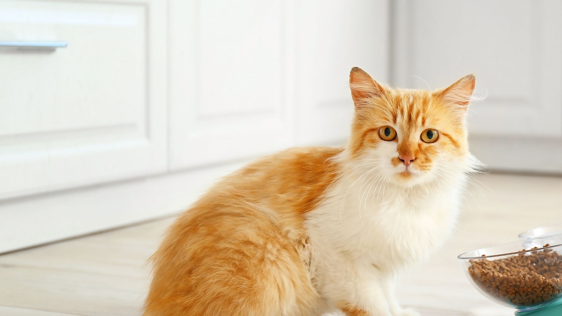 Pet Boarding In Ridgefield Park, NJ Ridgefield Park Animal Hospital