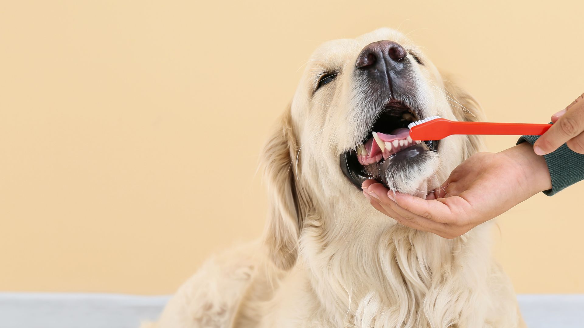 Pet Dentistry In Ridgefield Park, NJ Ridgefield Park Animal Hospital