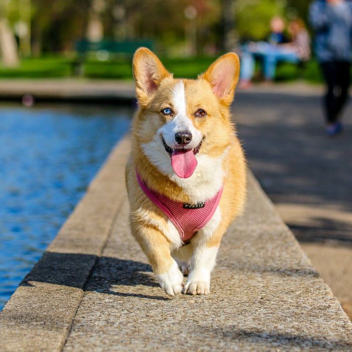 a dog walking on a ledge