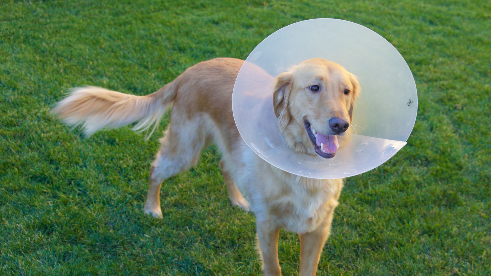 Pet Surgery In Ridgefield Park, NJ Ridgefield Park Animal Hospital