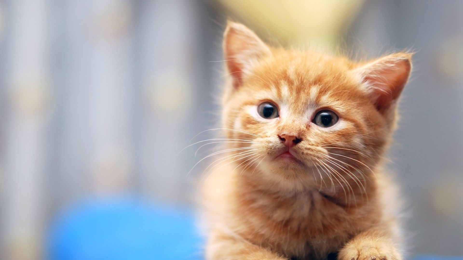 Pet Vaccinations In Ridgefield Park, NJ Ridgefield Park Animal Hospital