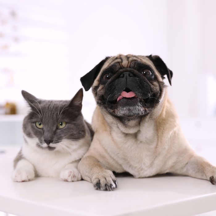 a dog and cat sitting on a table