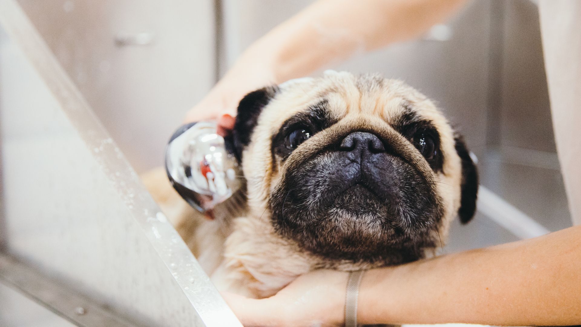 Pet Traditional Care In Ridgefield Park, NJ Ridgefield Park Animal