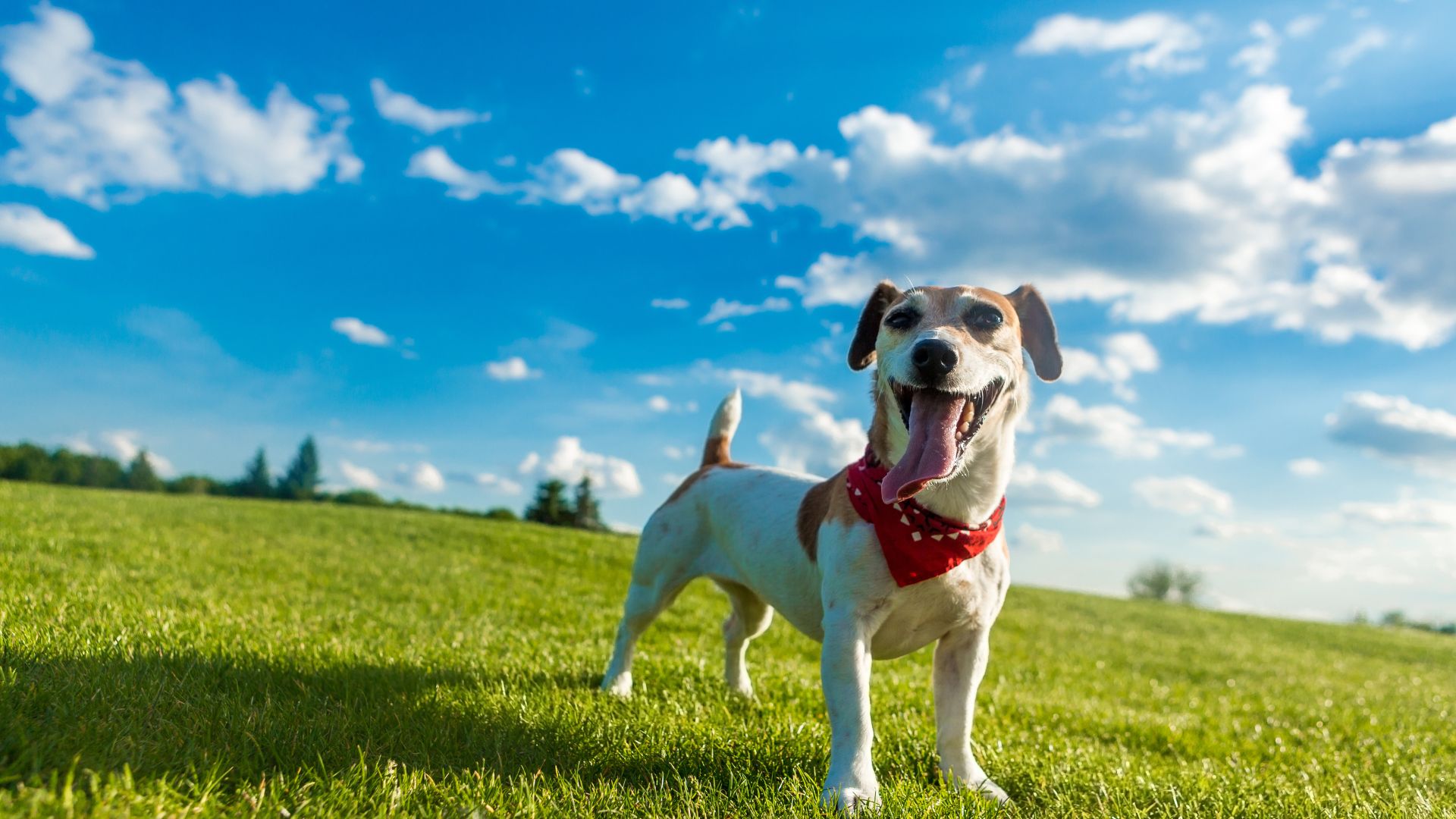 Payment Options For Veterinary Care Ridgefield Park Animal Hospital