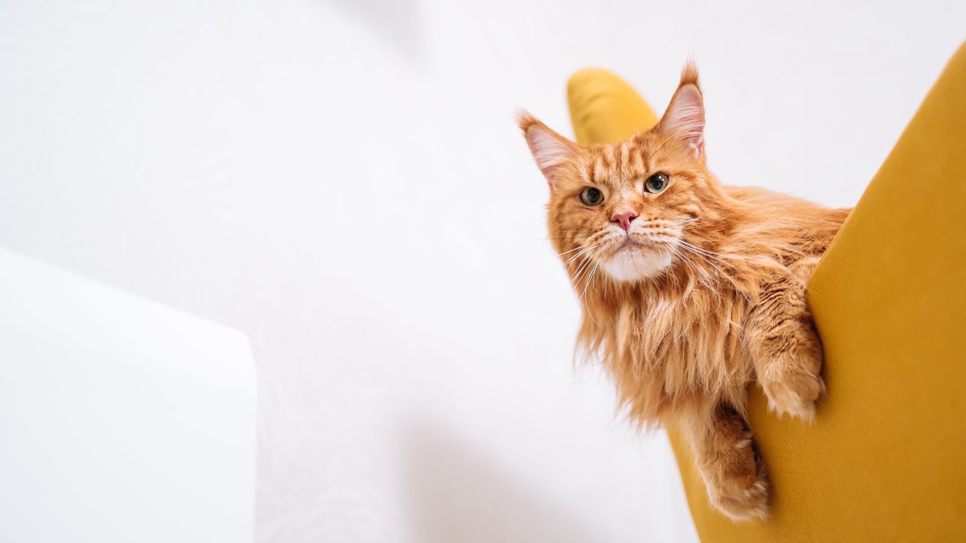 Ridgefield Park, NJ Veterinary Services Ridgefield Park Animal Hospital