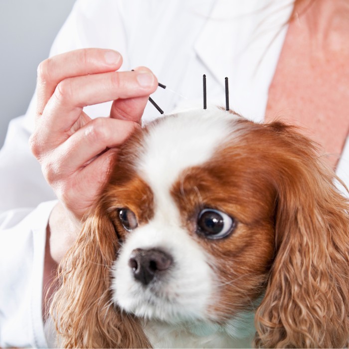 Vet treating dog with acupuncture