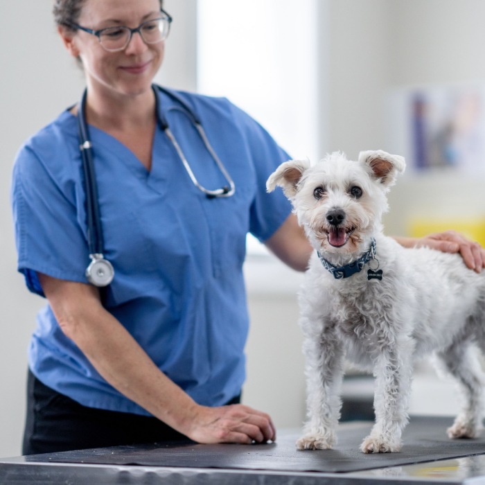 Vet examining small white dog.